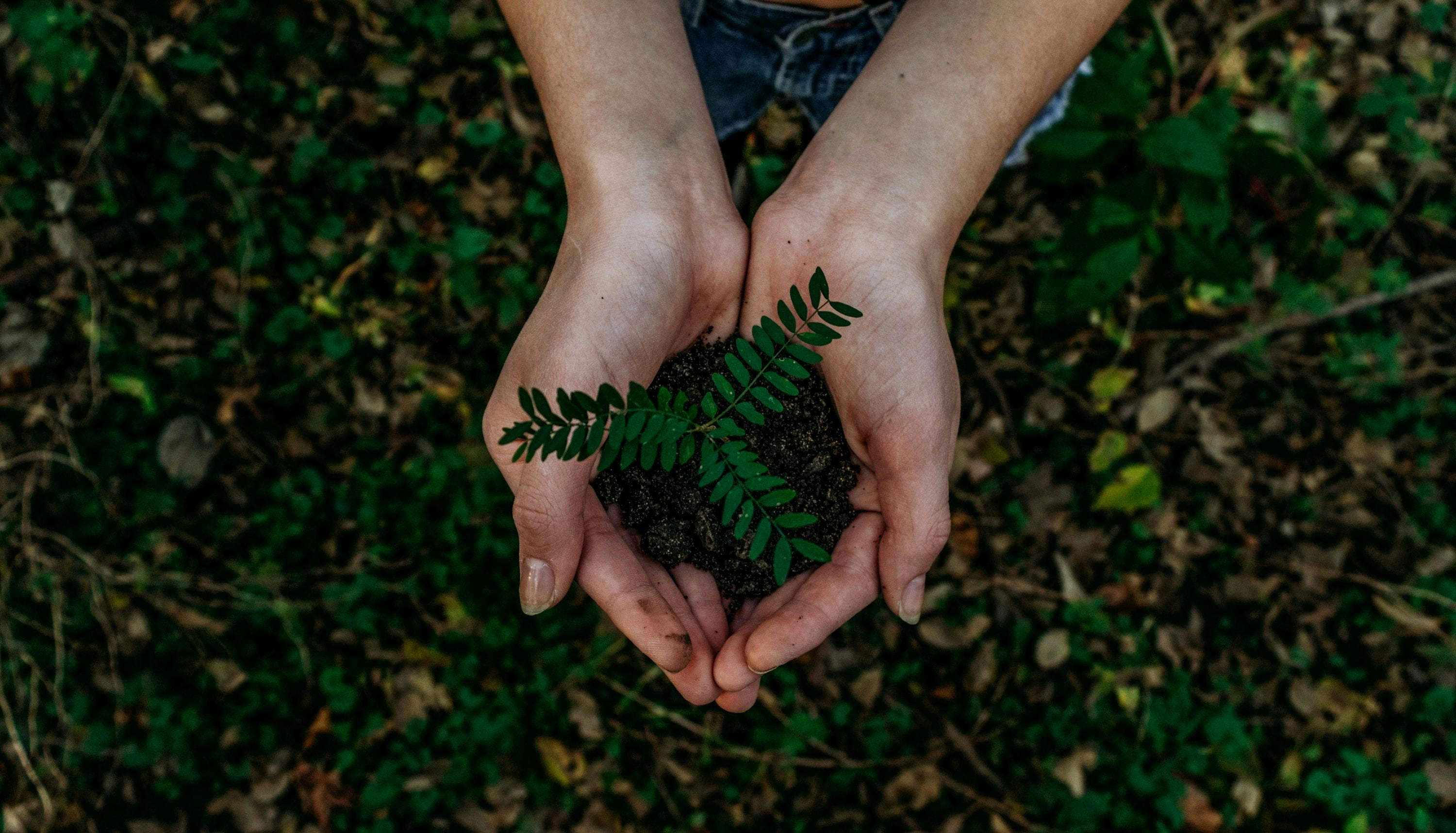 Hands clasped together holding a young plant